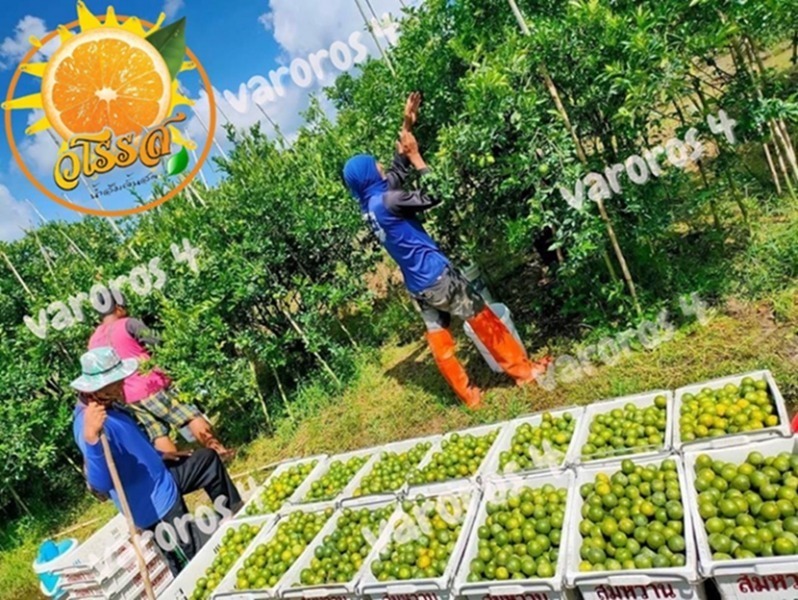 สวนส้มวโรรส